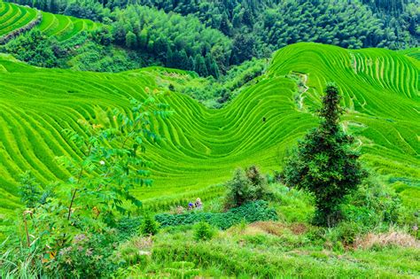 江山耕讀在哪裏，書香與稻香交織的夢幻之地